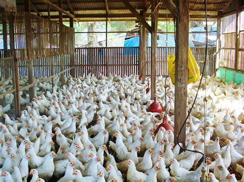 registered poultry farms in the philippines 2023|Livestock and Poultry .